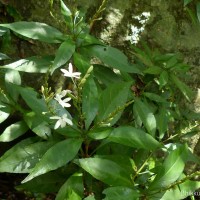 Pseuderanthemum latifolium (Vahl) B.Hansen